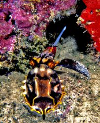 flamboyant cuttle fish always have distinctive accuracy w... by Ketrick Chin 